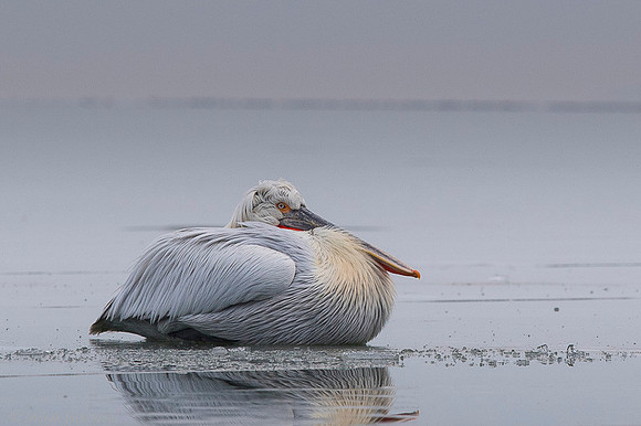 Dalmatian Pelican / Pelikan