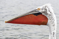 Dalmatian Pelican / Pelikan