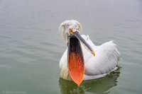 Dalmatian Pelican / Pelikan