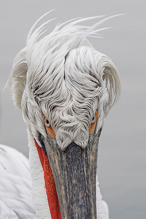 Dalmatian Pelican / Pelikan