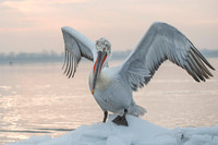 Dalmatian Pelican / Pelikan