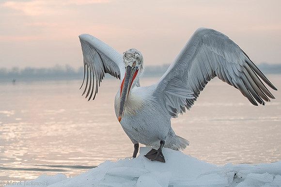 Dalmatian Pelican / Pelikan