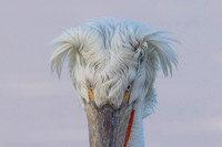 Dalmatian Pelican / Pelikan