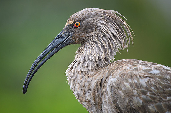 Plumbeous Ibis