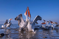 Dalmatian Pelican / Pelikan