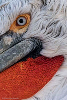 Dalmatian Pelican / Pelikan
