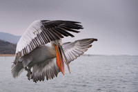 Dalmatian Pelican / Pelikan