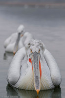 Dalmatian Pelican / Pelikan