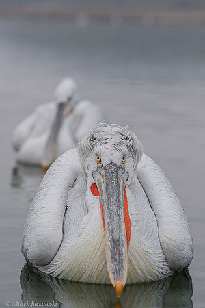 Dalmatian Pelican / Pelikan