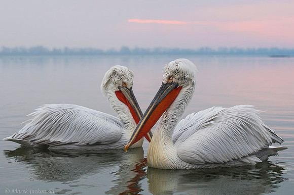Dalmatian Pelican / Pelikan