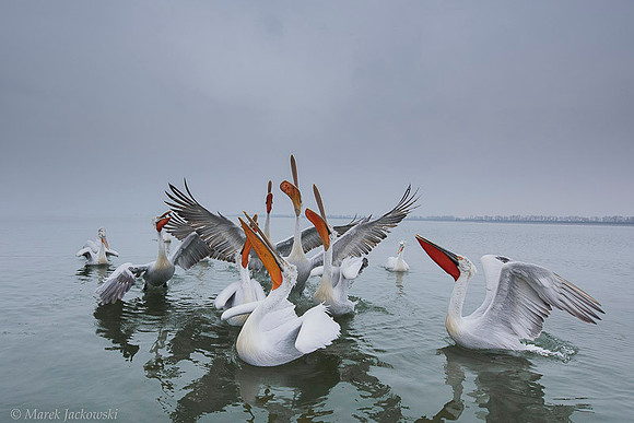 Dalmatian Pelican / Pelikan