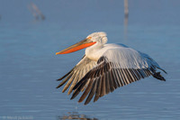 Dalmatian Pelican / Pelikan