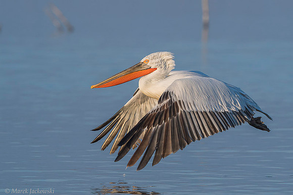 Dalmatian Pelican / Pelikan