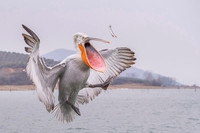 Dalmatian Pelican / Pelikan