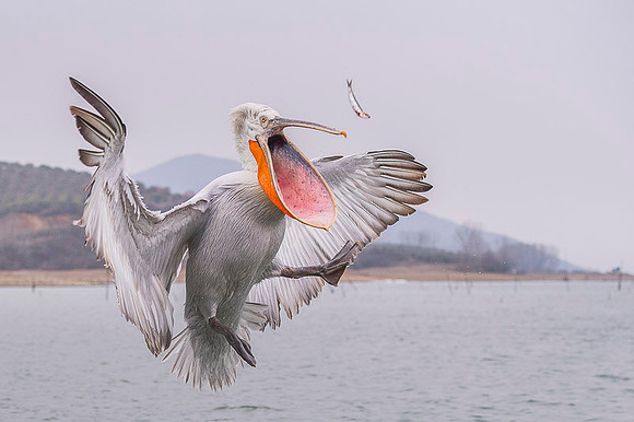 Dalmatian Pelican / Pelikan