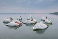 Dalmatian Pelican / Pelikan