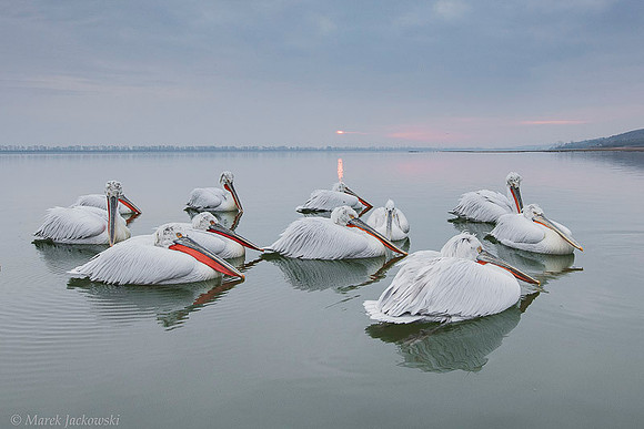 Dalmatian Pelican / Pelikan