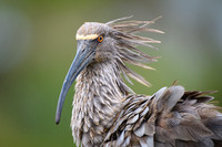 Plumbeous Ibis