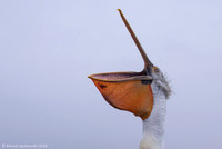 Dalmatian Pelican / Pelikan
