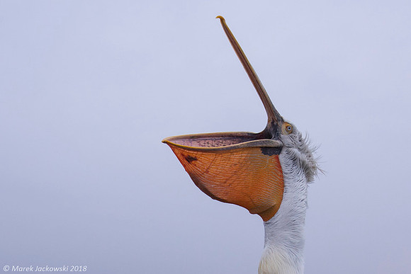 Dalmatian Pelican / Pelikan