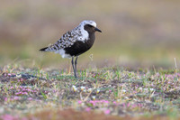 Black-bellied Plover