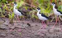 Black-necked Stilt