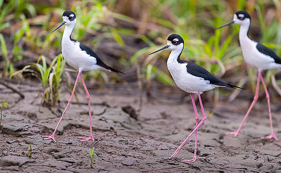 Black-necked Stilt