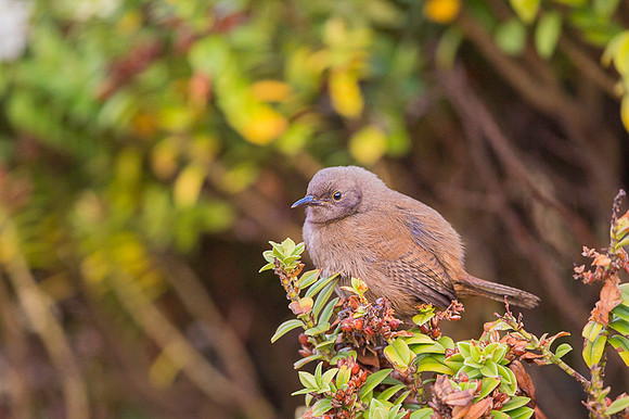 Cobb's wren