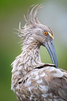 Plumbeous Ibis