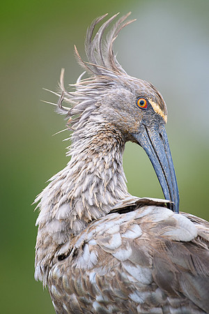 Plumbeous Ibis