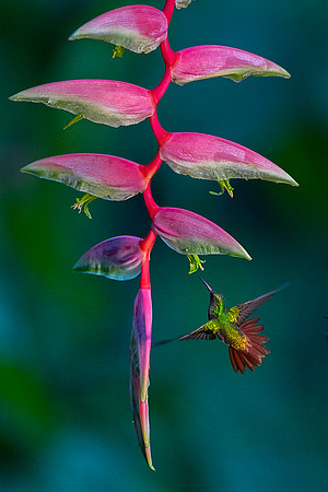 Rufous-tailed Hummingbird