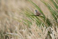 Cobb's wren