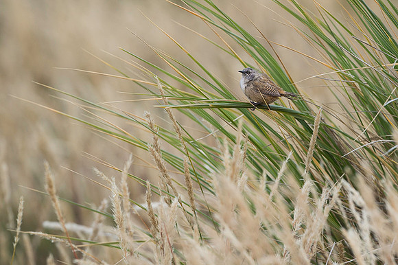 Cobb's wren