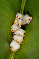 Honduran white bat