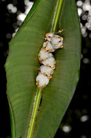 Honduran white bat