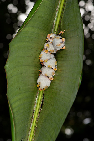 Honduran white bat