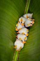 Honduran white bat