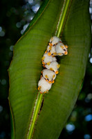 Honduran white bat
