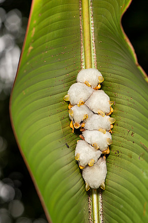 Honduran white bat