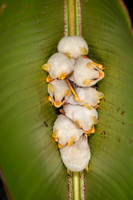 Honduran white bat