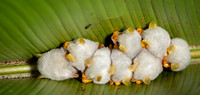 Honduran white bat