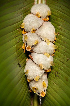 Honduran white bat