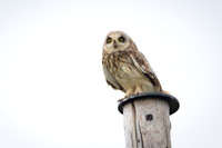 Short-eared Owl