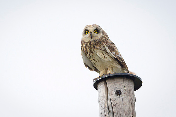Short-eared Owl