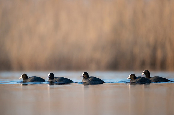 Common Coot / Łyska