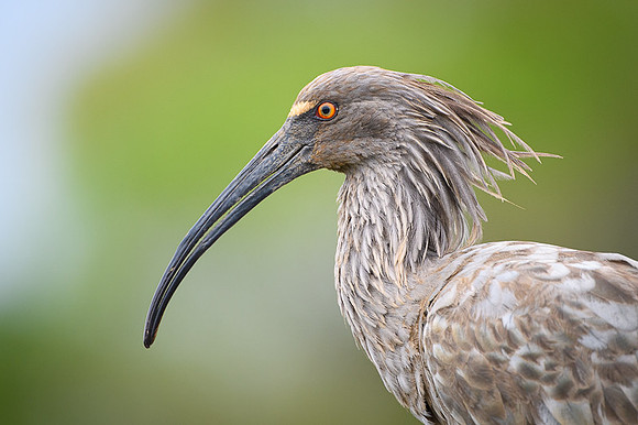 Plumbeous Ibis