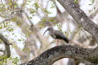 Plumbeous Ibis
