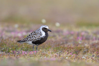Black-bellied Plover
