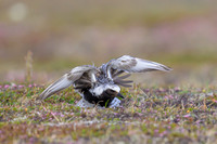 Black-bellied Plover