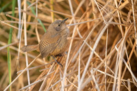 Cobb's wren